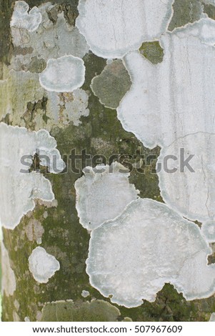 white trunk texture