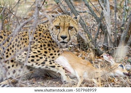 Cheetah with a steenbock in Kruger National Park in  South Africa