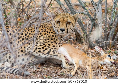 Cheetah with a steenbock in Kruger National Park in  South Africa
