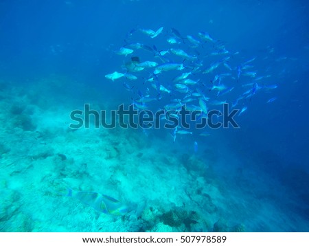 Coral underwater in Maldives