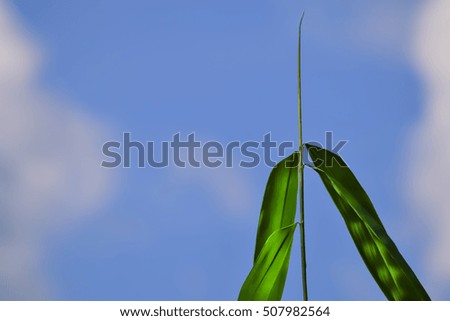Top of bamboo tree in blue sky background