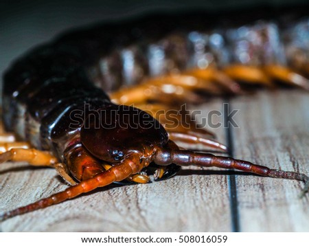Close up of centipede face.