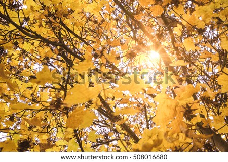 Yellow leaves in autumn on a tree with sunbeams