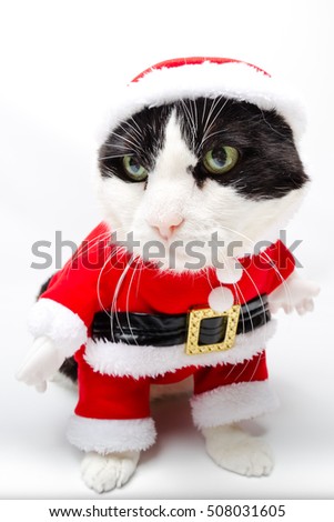 cunning black and white cat in Christmas Santa Claus dress standing on studio white background. Christmas holiday concept in vertical. looking left.