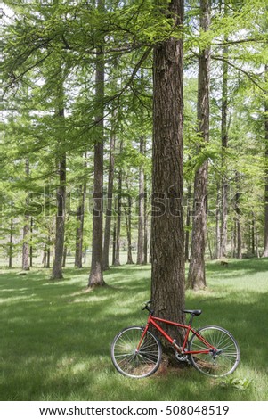 Red bicycle leaning against a large tree in the woods.