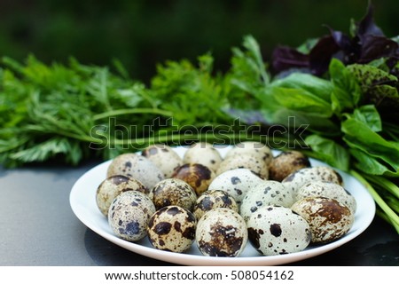 Quail eggs on the background of green basil dill