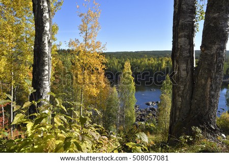 Birch with yellow leaf and blue water and blue sky in background, picture from the Northern Sweden.