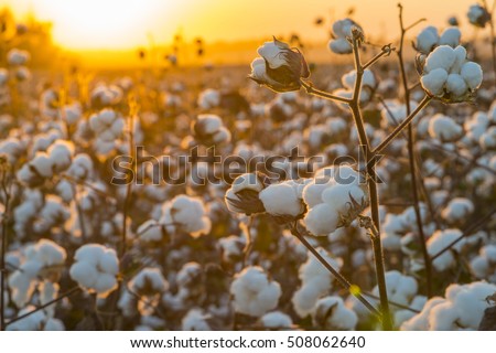 Cotton field background ready for harvest under a golden sunset macro close ups of plants 
 Royalty-Free Stock Photo #508062640