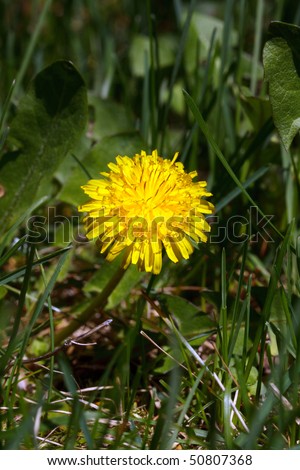Color DSLR picture of a yellow blooming dandielion flower in a field of green grass.  The weed is a perenial nuissance for homeowners. Vertical orientation with copy space for text.