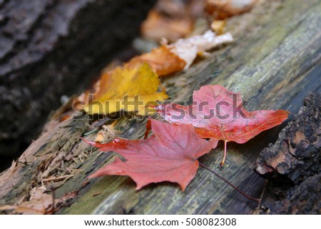 Hamilton Tiffany Falls - autumn picture of fallen leaves on the wood