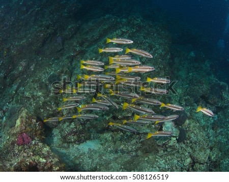 Two-spot banded snapper/ Lutjanus biguttatus on coral reef