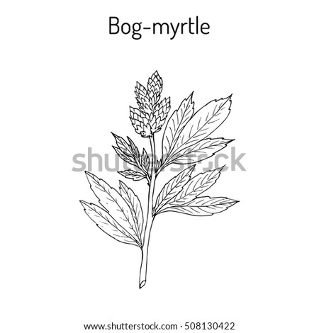 Bog-myrtle (myrica gale), or sweetgale, medicinal plant. Hand drawn botanical vector illustration Royalty-Free Stock Photo #508130422
