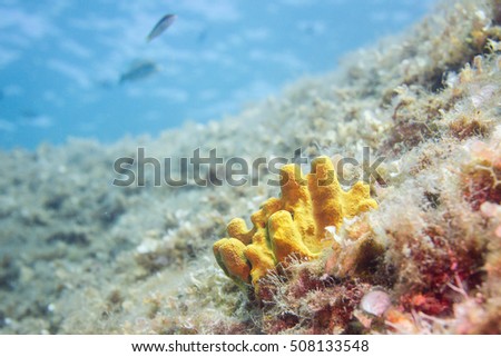 yellow marine sponge at natural habitat in mediterranean sea Royalty-Free Stock Photo #508133548
