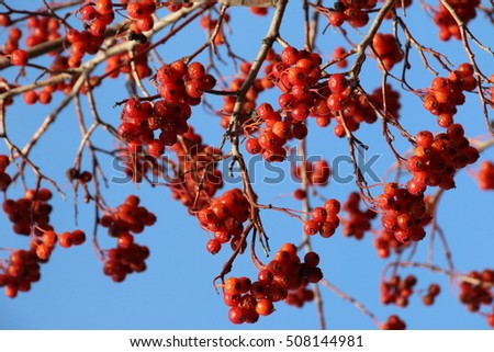 Ripe hawthorn (Crataegus sp.) pome fruits against a blue sky in the autumn park