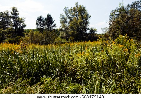 meadow vegetation with trees around, note shallow depth of field