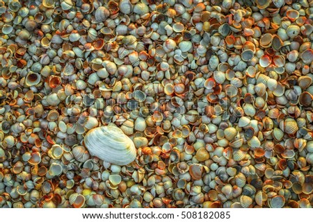 Background of small shells on the sea shore