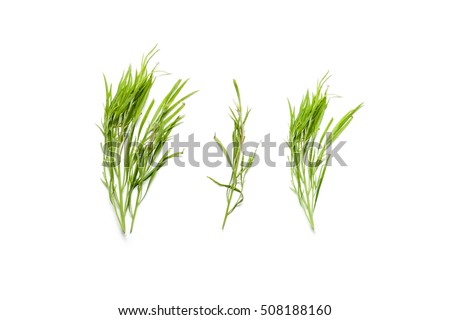 Grass on white background
 Royalty-Free Stock Photo #508188160