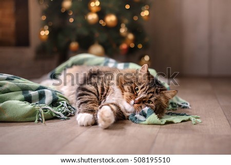Tabby and happy cat. Christmas season 2017, new year, holidays and celebration