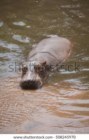 hippos in Thailand