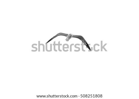 Bird flying on clear sky (Black and White), Isolated on white background