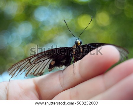 wild small black dark grey pattern weak and old butterfly moth with broken wings resting on a finger outdoor with colorful bokeh of green leaves, tropical plants  in garden as picture background