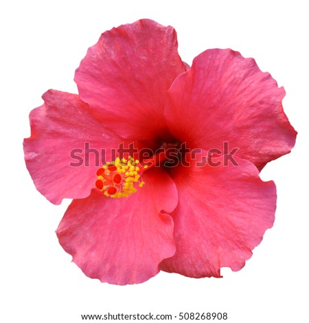 Pink Hibiscus on white background with path Royalty-Free Stock Photo #508268908