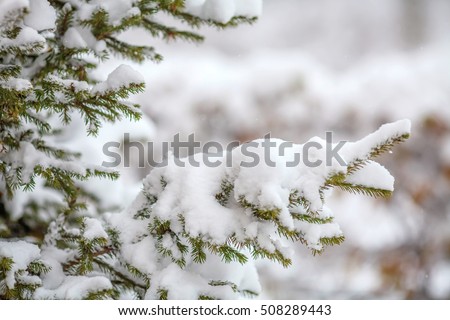 Green fir branches covered with fresh snow, falling snowflakes, christmas or winter background