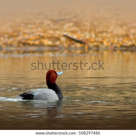 Male Redhead Duck (Aythya Americana)