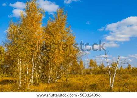 small autumn birch grove scene