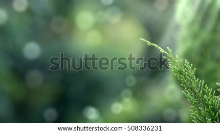 Pine leaf with blur background and bokeh. Light ray at the right corner. Little rim light.