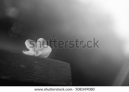 portrait of white plumeria flower with blurred background.selective focus.black and white color picture