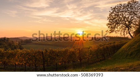 Vineyard landscape at sunset in autumn in the Italian countryside.