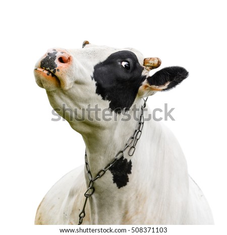 Funny cute cow isolated on white. Talking  black and white cow. Funny curious cow.  Farm animals. Pet cow on white.  Royalty-Free Stock Photo #508371103