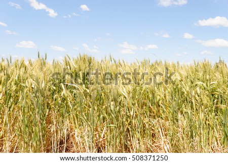 looking up at a cereal crop with a cloudy sky above