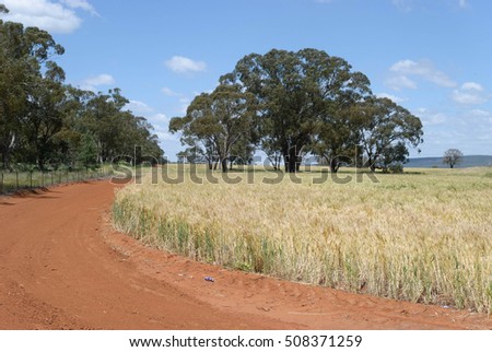 dirt track on side of cereal crop in paddock with trees and clouds in sky