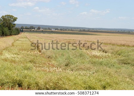 rows of canola plant in a rural paddock with farm and hill in background and cloudy sky