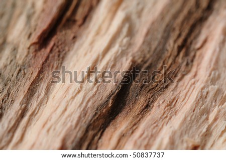Detail of fresh cut wood in close up selective focus
