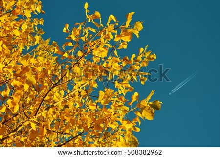 Autumn picture. Bright yellow, golden leaves against the blue sky on a sunny day. Steel aircraft in the sky
                               
