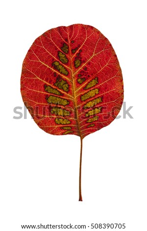 Color autumn leaf of smoke tree isolated on a white background. 