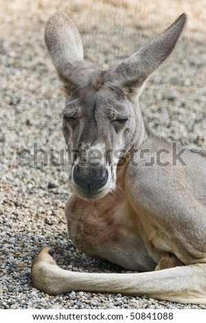 Sleepy kangaroo resting on the ground