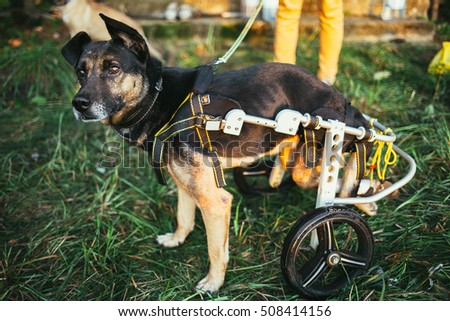 dog wheelchair
 Royalty-Free Stock Photo #508414156