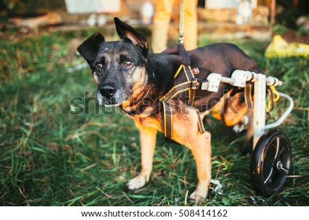 dog wheelchair
 Royalty-Free Stock Photo #508414162