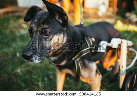 dog wheelchair
 Royalty-Free Stock Photo #508414165