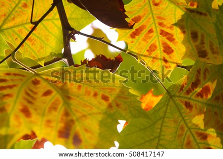 maple / leaves