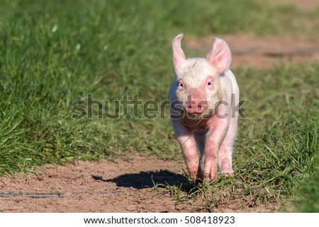 Young pig in free-range Royalty-Free Stock Photo #508418923