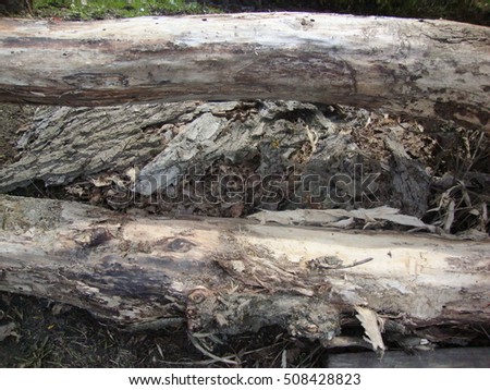 Old loose Snags of wood piled in a heap, logs, poplar pictures
