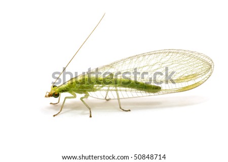 Chrysopidae-insect Green Lacewing isolated on white Royalty-Free Stock Photo #50848714