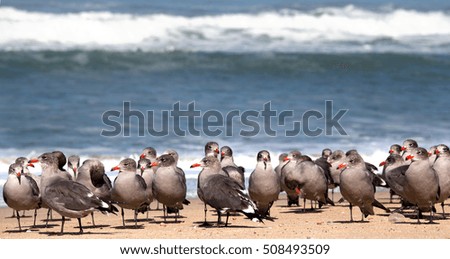 young birds gulls on the beach