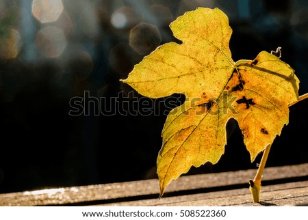 Wine leave against the sun