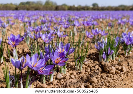 Close-up of a field of saffron Royalty-Free Stock Photo #508526485